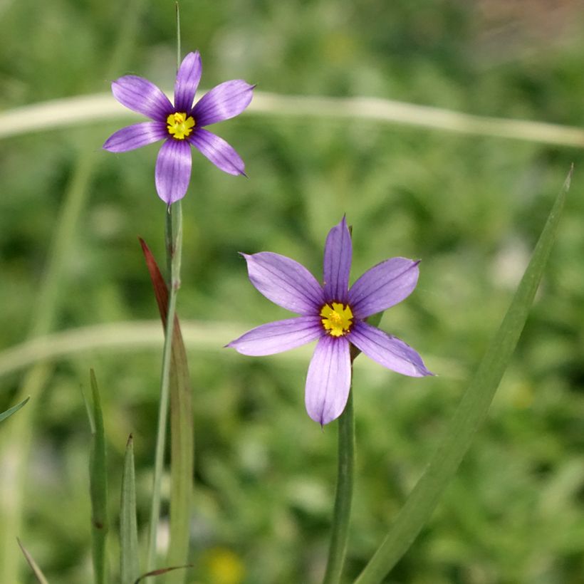 Sisyrinchium bellum - Bieslelie (Bloei)