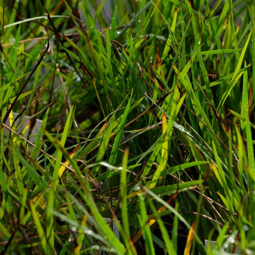 Sisyrinchium bellum - Bieslelie (Foliage)