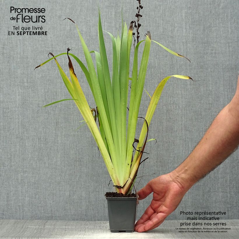 Exemplaar van Sisyrinchium striatum Aunt May - Bieslelie Kweekpotje van 8/9 cm zoals geleverd in de herfst