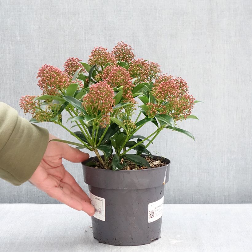 Example of Skimmia du Japon Marlot - Skimmia japonica  Pot van 2 l/3 l as you get in hiver