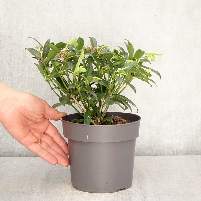 Exemplaar van Skimmia japonica Marlot - Japanse skimmia Pot van 2 l/3 l zoals geleverd in de lente