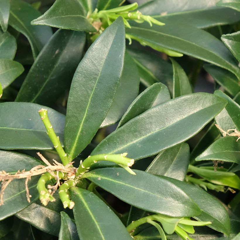 Skimmia japonica Marlot - Japanse skimmia (Blad)