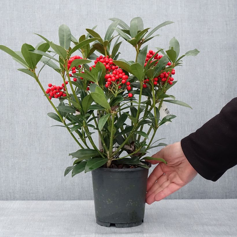 Example of Skimmia japonica Pabella - Skimmia du Japon  Pot van 2 l/3 l as you get in hiver