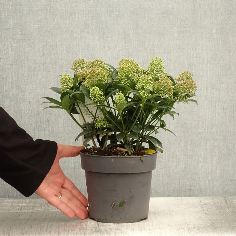 Exemplaar van Skimmia du Japon Marlot - Skimmia japonica  Pot de 2L/3L zoals geleverd in de herfst