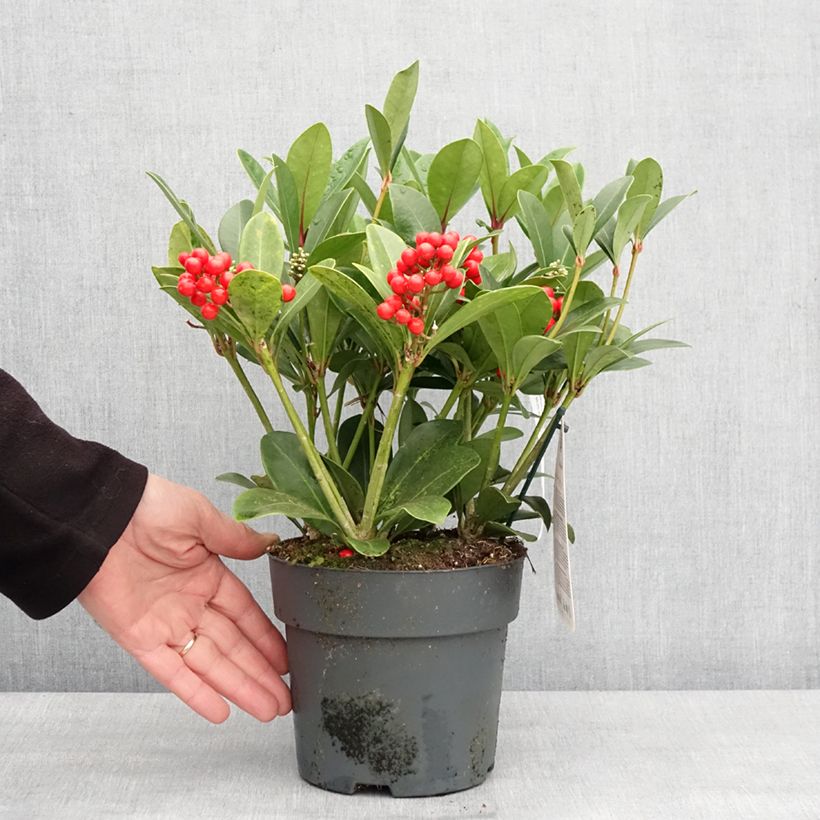 Example of Skimmia japonica Temptation - Skimmia du Japon  Pot van 2 l/3 l as you get in hiver