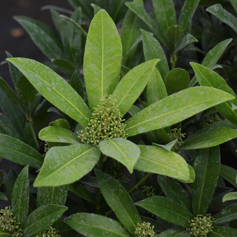 Skimmia japonica Kew Green - Japanse skimmia (Foliage)