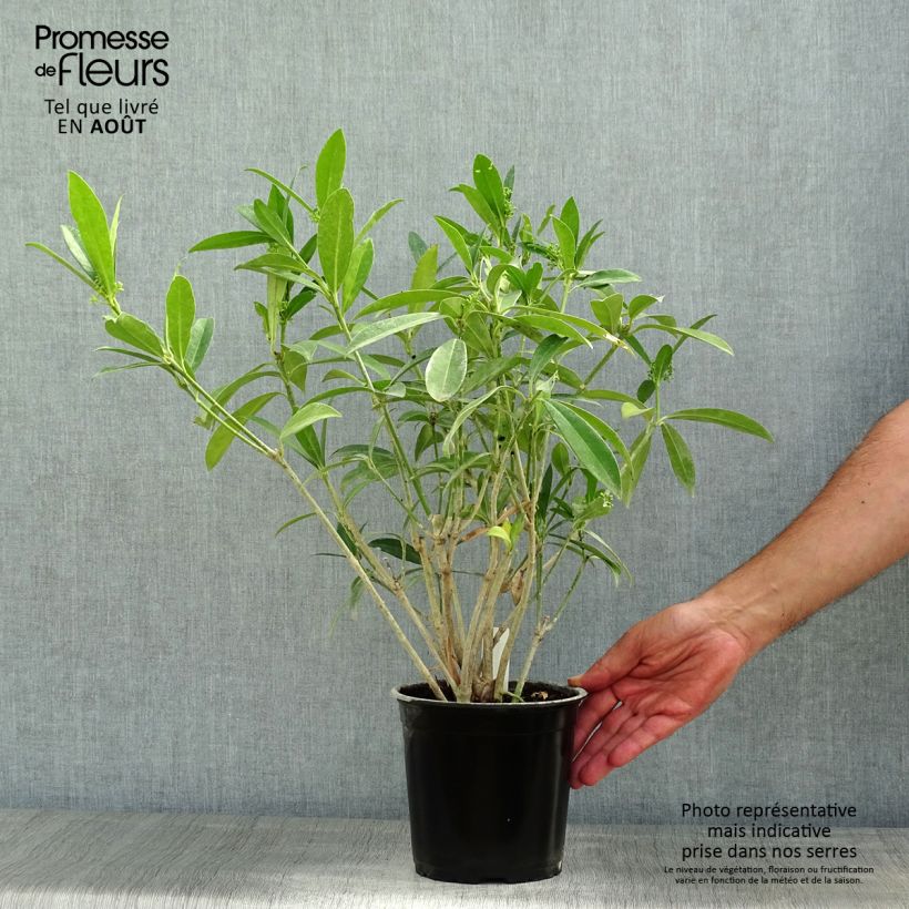 Exemplaar van Skimmia japonica Kew Green - Japanse skimmia Pot van 2 l/3 l zoals geleverd in de zomer