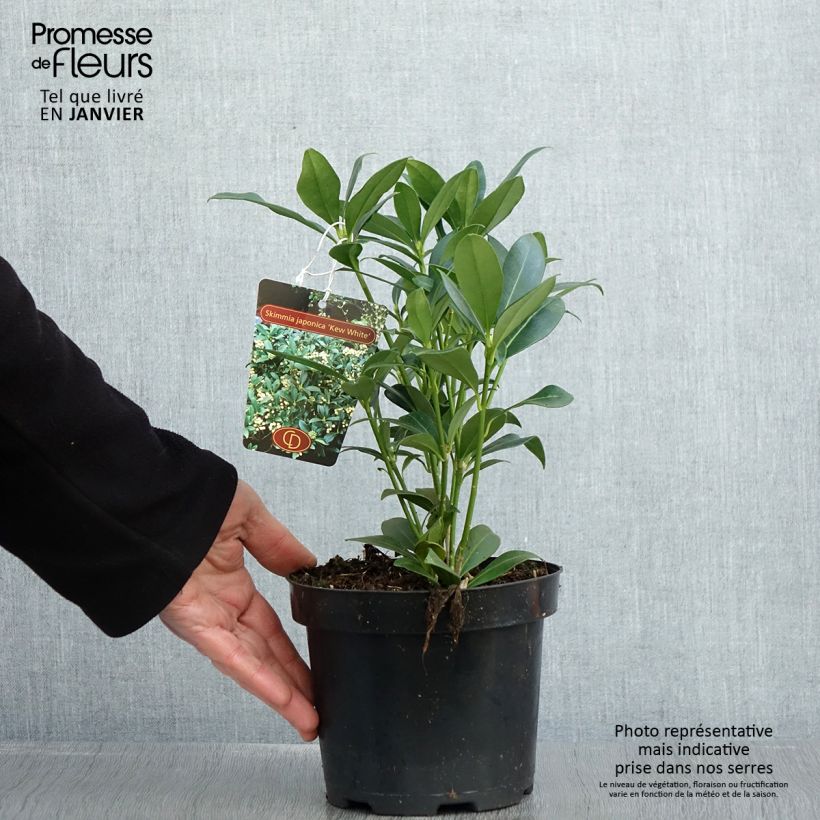 Example of Skimmia japonica Kew White Pot van 2 l/3 l as you get in hiver