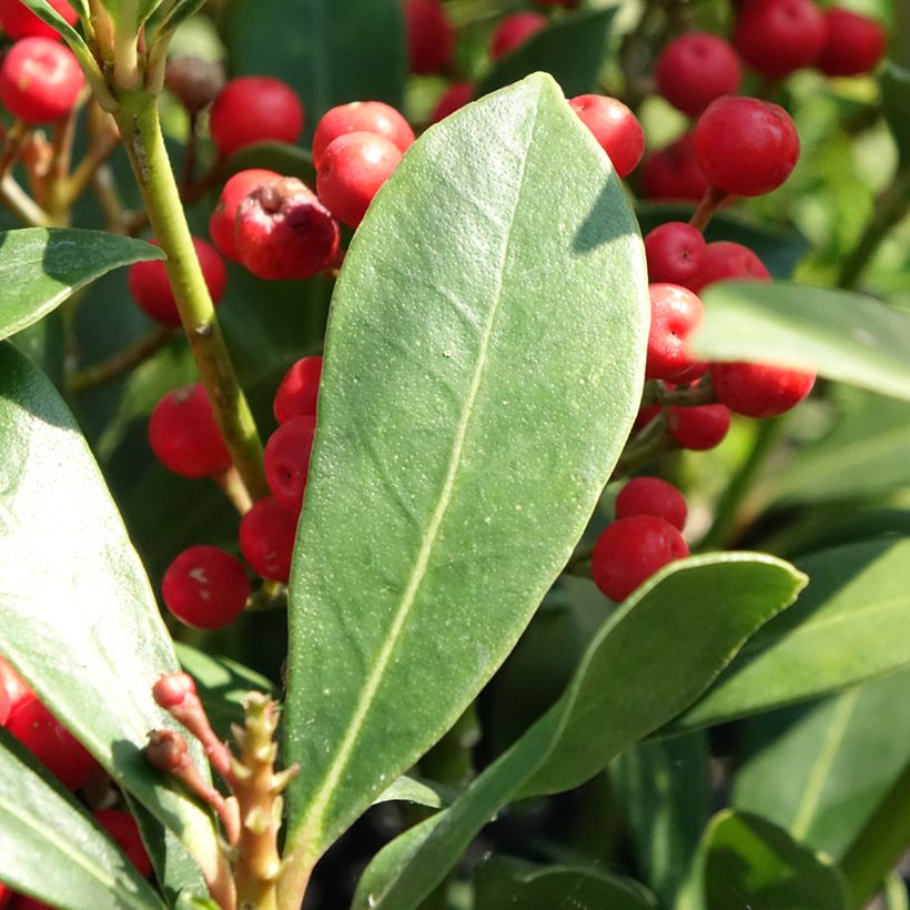 Skimmia japonica Pabella - Japanse skimmia (Blad)