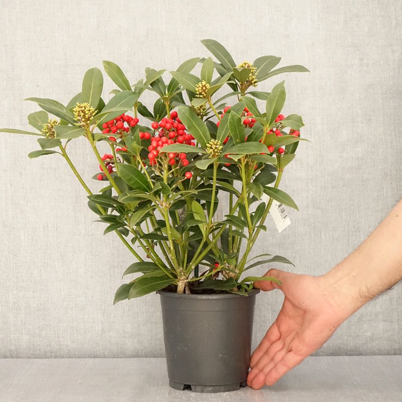 Exemplaar van Skimmia japonica Pabella - Japanse skimmia Pot van 2 l/3 l zoals geleverd in de lente