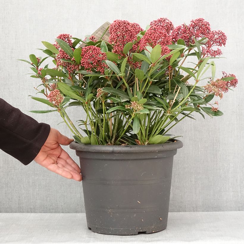 Example of Skimmia japonica Rubella - Japanse skimmia Pot van 7,5 l/10 l as you get in hiver