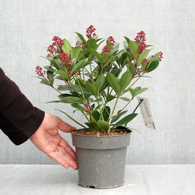 Example of Skimmia japonica Rubella - Japanse skimmia Pot van 2 l/3 l as you get in automne