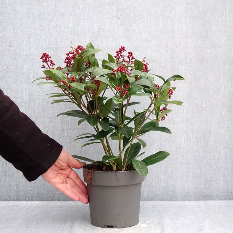 Exemplaar van Skimmia japonica Rubella - Japanse skimmia Pot van 2 l/3 l zoals geleverd in de winter