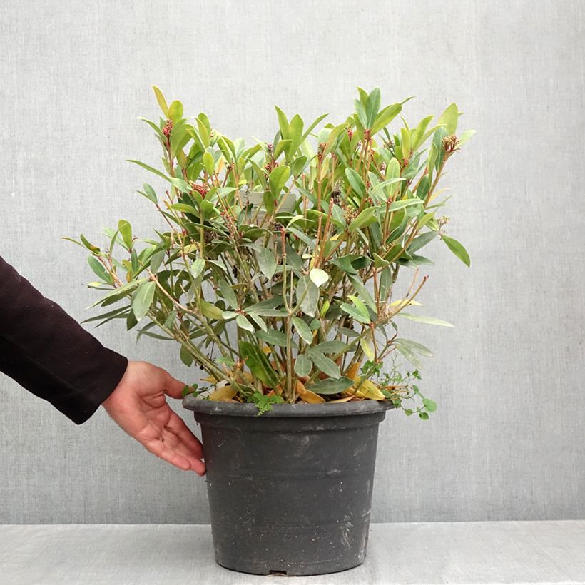 Exemplaar van Skimmia japonica Rubella - Japanse skimmia Pot van 7,5 l/10 l zoals geleverd in de herfst