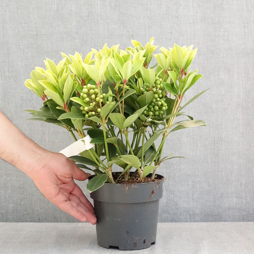 Exemplaar van Japanse skimmia Temptation - Skimmia japonica Pot van 2 l/3 l zoals geleverd in de lente