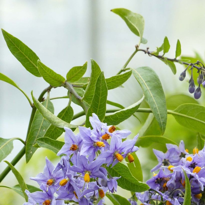 Solanum crispum Glasnevin - Nachtschade (Foliage)
