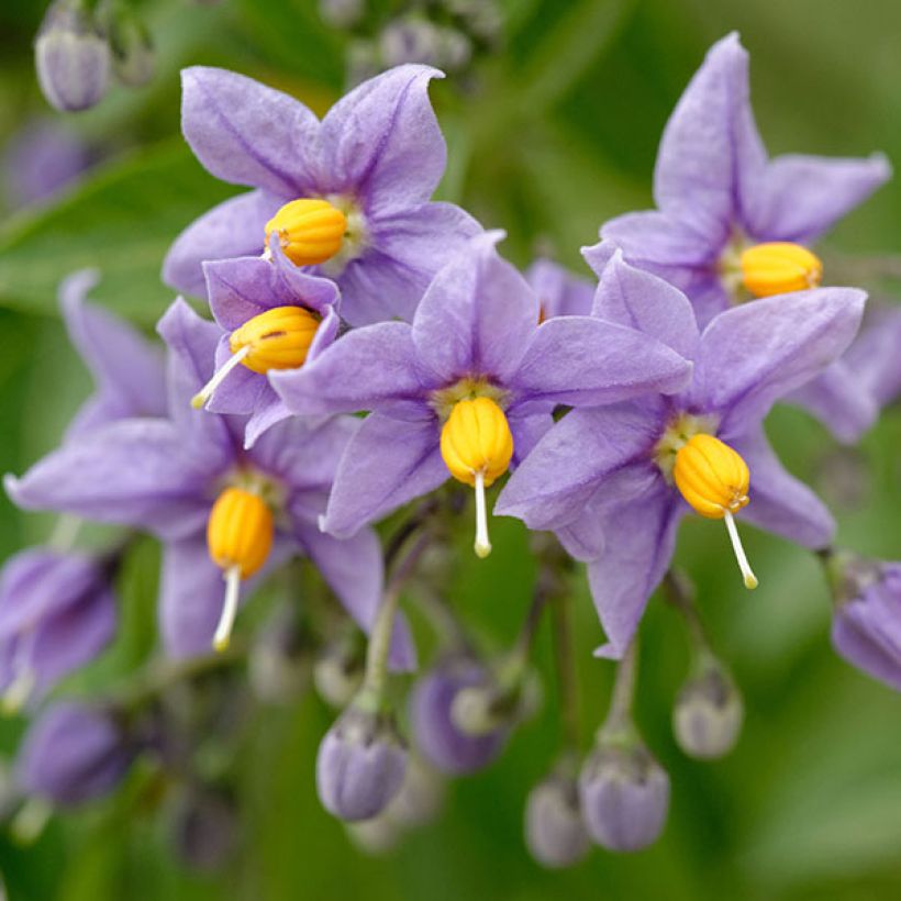 Solanum crispum Glasnevin - Nachtschade (Flowering)