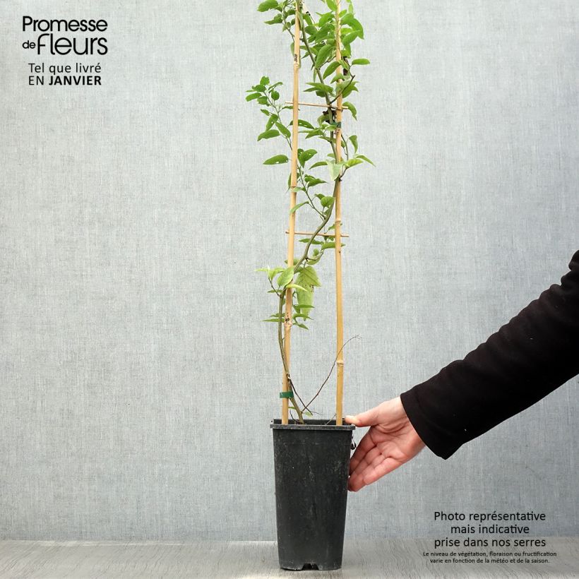 Example of Solanum jasminoides - Morelle faux jasmin Pot van 2 l/3 l as you get in hiver