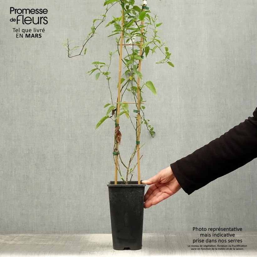 Exemplaar van Solanum jasminoides - Klimmende nachtschade Pot van 2 l/3 l zoals geleverd in de lente