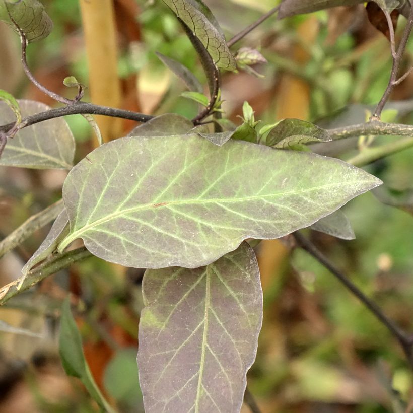 Solanum jasminoides - Klimmende nachtschade (Blad)