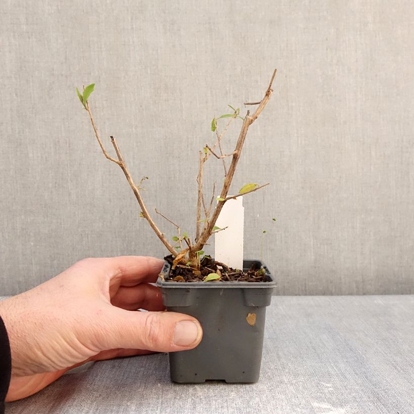 Example of Solanum rantonnetii - Gentiane en Arbre Kweekpotje van 8/9 cm as you get in hiver