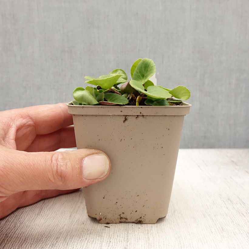 Exemplaar van Soldanella villosa - Pyrenese kwastjesbloem Kweekpotje van 8/9 cm zoals geleverd in de lente