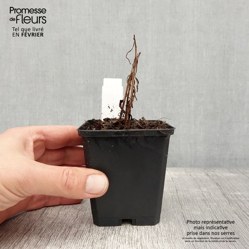 Example of Solidago canadensis Golden Baby - Verge d'or du Canada Kweekpotje van 8/9 cm as you get in hiver