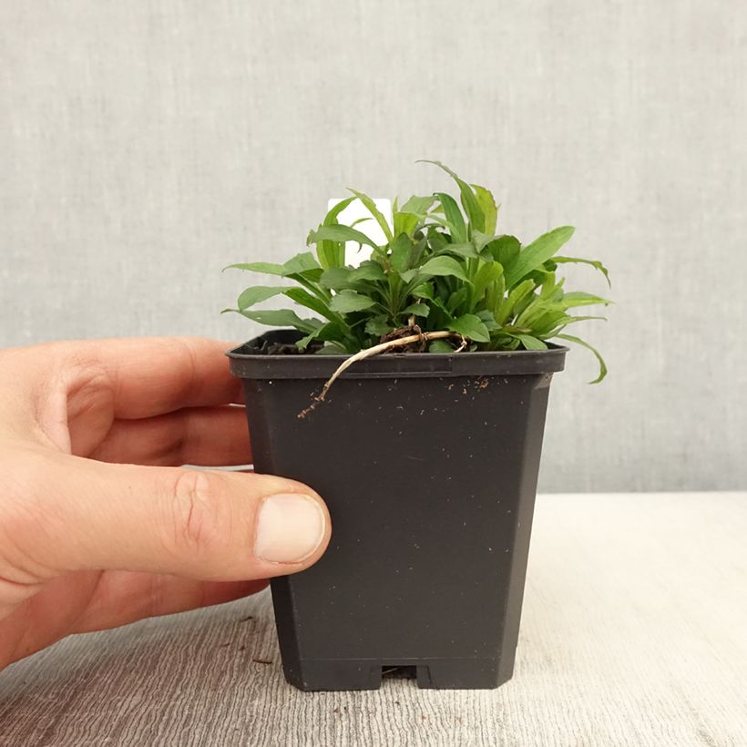 Exemplaar van Solidago canadensis Golden Baby - Canadese guldenroede Kweekpotje van 8/9 cm zoals geleverd in de lente