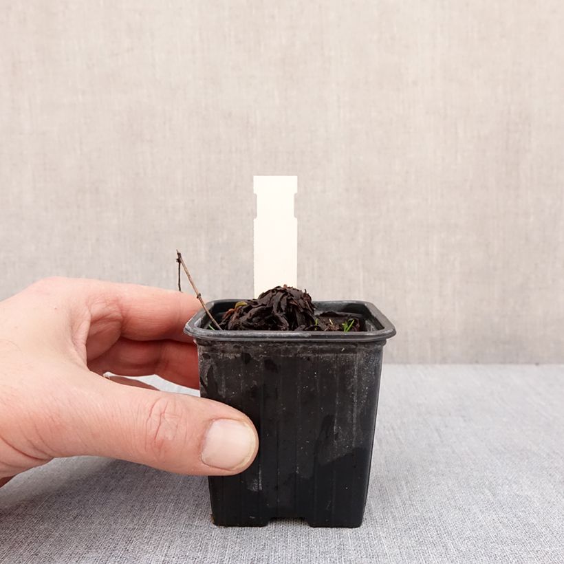 Example of Solidago cutleri - Verge d'or Kweekpotje van 8/9 cm as you get in hiver