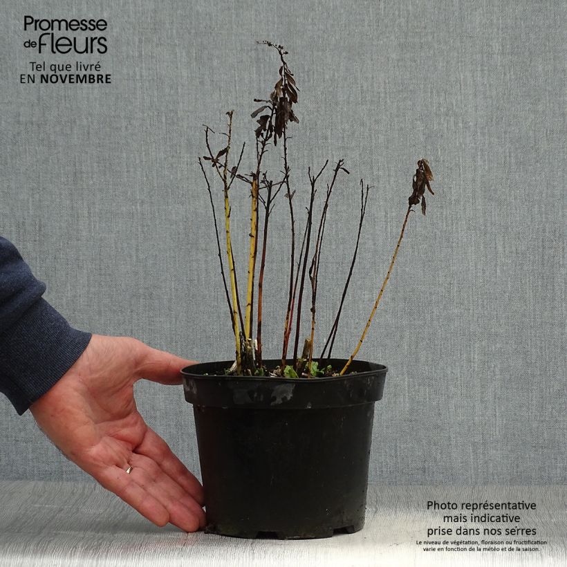 Exemplaar van Solidago canadensis Gold King - Canadese guldenroede Pot van 2 l/3 l zoals geleverd in de herfst