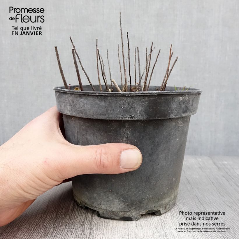 Example of Solidago Gold King - Verge d'or Pot van 2 l/3 l as you get in hiver