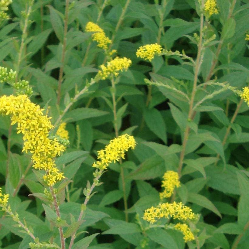 Solidago rugosa Fireworks - Guldenroede (Foliage)
