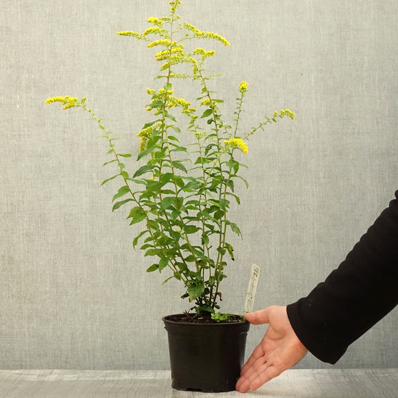 Exemplaar van Solidago rugosa Fireworks - Guldenroede Pot van 2 l/3 l zoals geleverd in de herfst