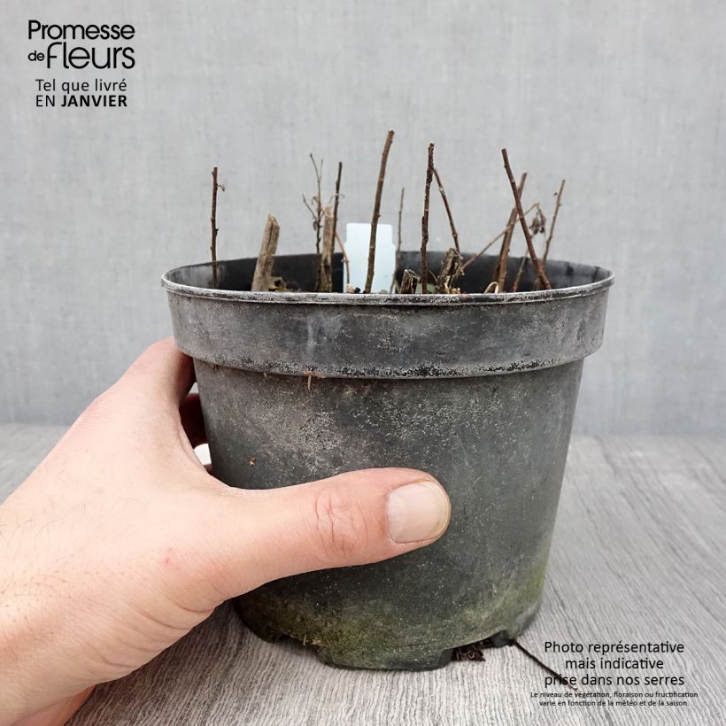 Example of Solidago rugosa - Verge d'or rugueuse Pot van 2 l/3 l as you get in hiver