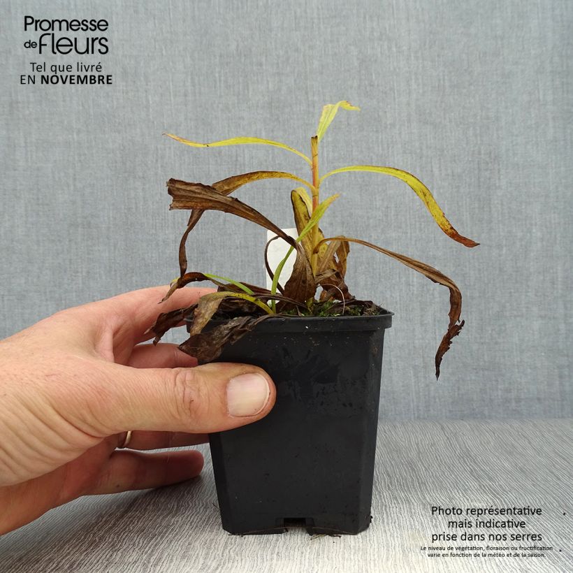 Exemplaar van Guldenroede Strahlenkrone - Solidago Kweekpotje van 8/9 cm zoals geleverd in de herfst