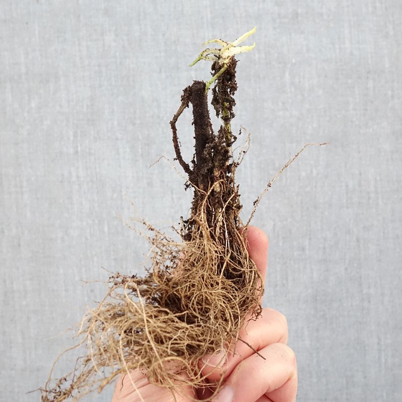 Exemplaar van Guldenroede Strahlenkrone - Solidago Naakte wortel zoals geleverd in de winter