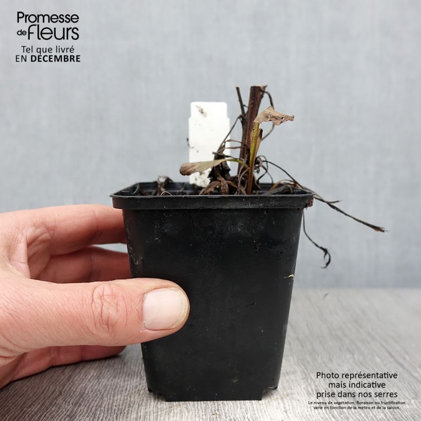 Exemplaar van Solidago virgaurea - Echte guldenroede Kweekpotje van 8/9 cm zoals geleverd in de herfst