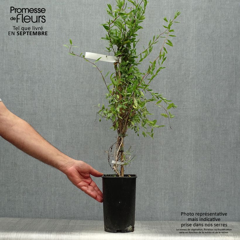 Exemplaar van Sollya heterophylla Alba Pot van 3 l/4 l zoals geleverd in de herfst