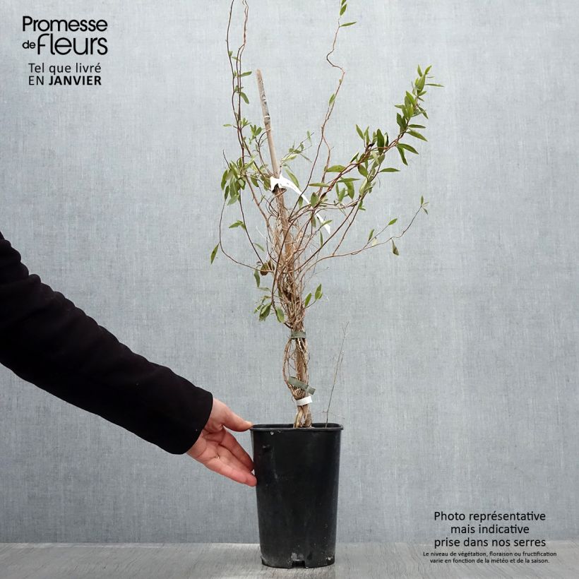 Example of Sollya heterophylla blanc Alba Pot van 3 l/4 l as you get in hiver