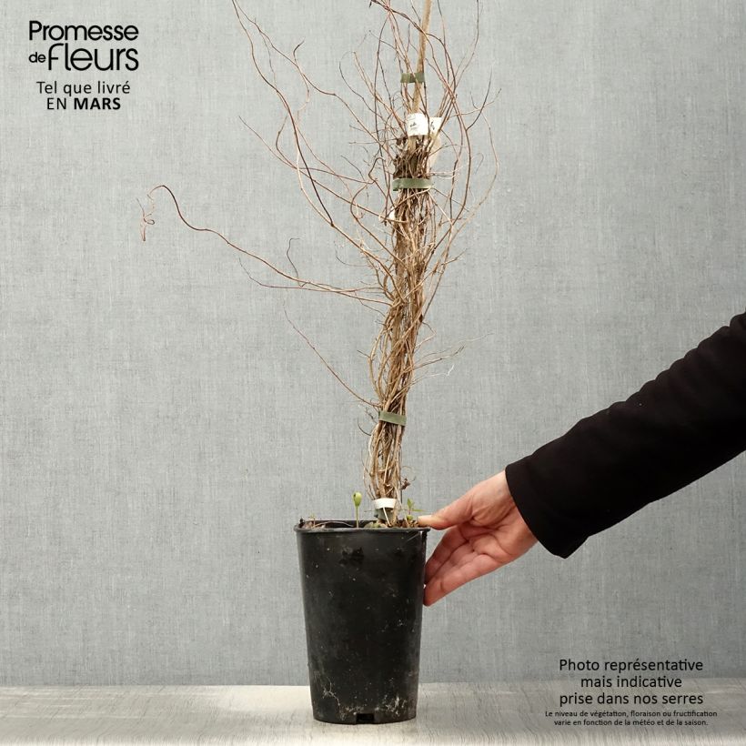 Exemplaar van Sollya heterophylla Alba Pot van 3 l/4 l zoals geleverd in de lente