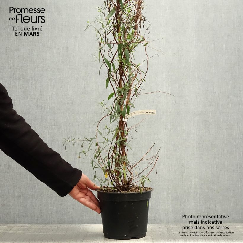 Exemplaar van Sollya heterophylla Ultra Blue Pot van 4 l/5 l zoals geleverd in de lente