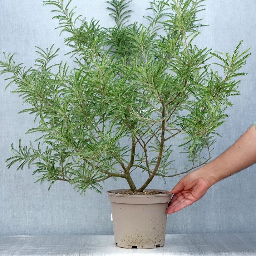 Exemplaar van Sophora microphylla Dragons Gold - Honingboom Pot van 4 l/5 l zoals geleverd in de zomer