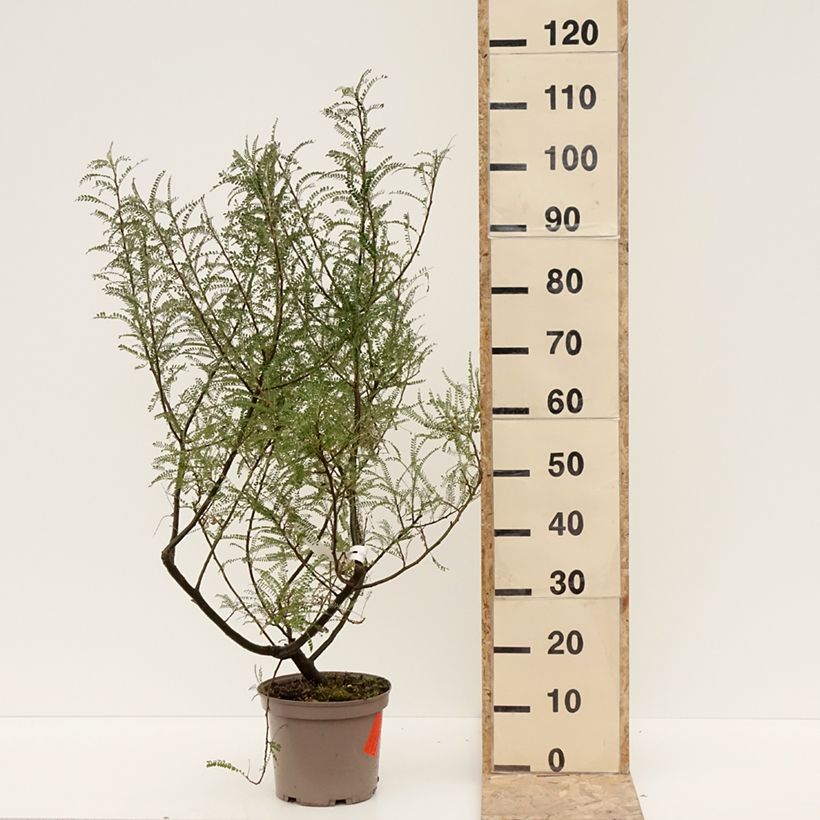 Example of Sophora microphylla Dragon's Gold - Sophora nain Pot van 4 l/5 l as you get in hiver