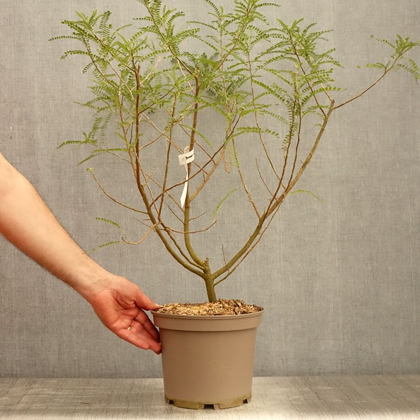 Exemplaar van Sophora microphylla Dragons Gold - Honingboom Pot van 4 l/5 l zoals geleverd in de lente