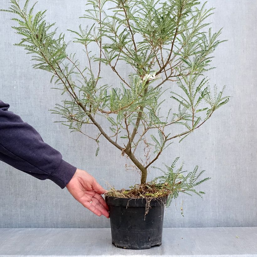 Exemplaar van Sophora microphylla Dragons Gold - Honingboom Pot van 4 l/5 l zoals geleverd in de herfst