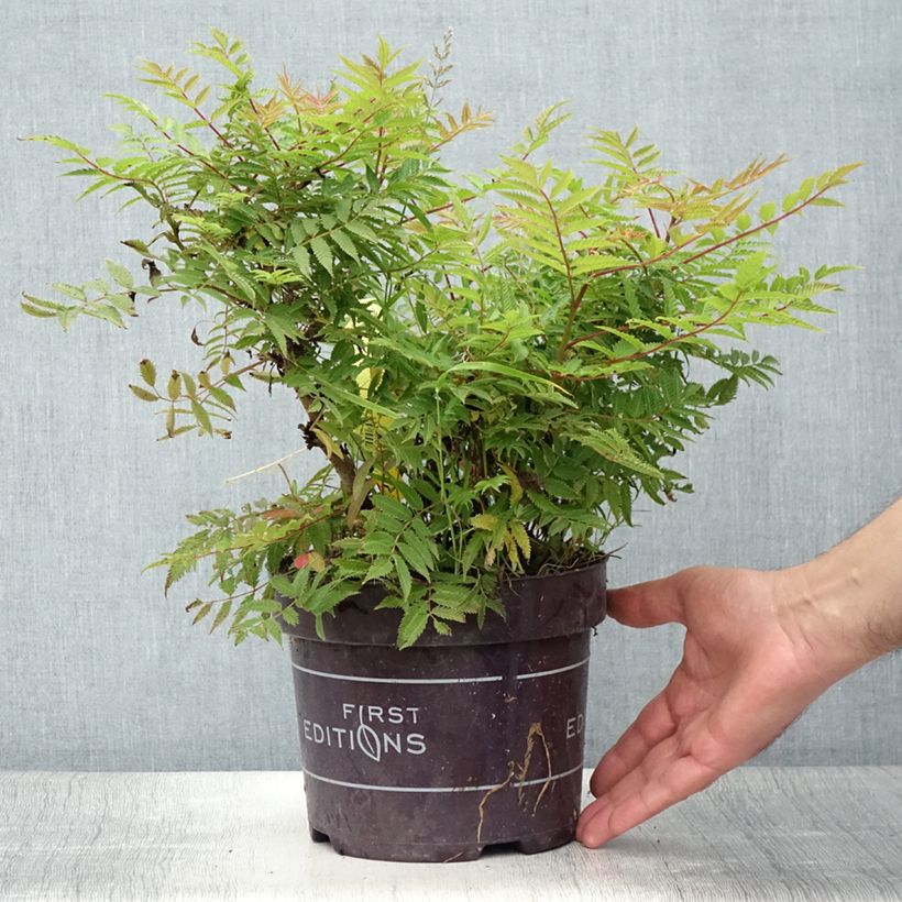 Exemplaar van Sorbaria sorbifolia Matcha Ball - Lijsterbesspirea Pot van 2 l/3 l zoals geleverd in de zomer