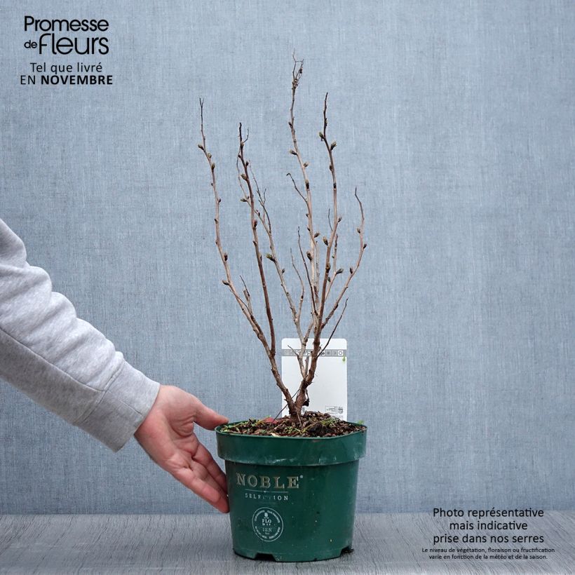 Exemplaar van Sorbaria sorbifolia Pink Hopi - Lijsterbesspirea Pot van 2 l/3 l zoals geleverd in de herfst