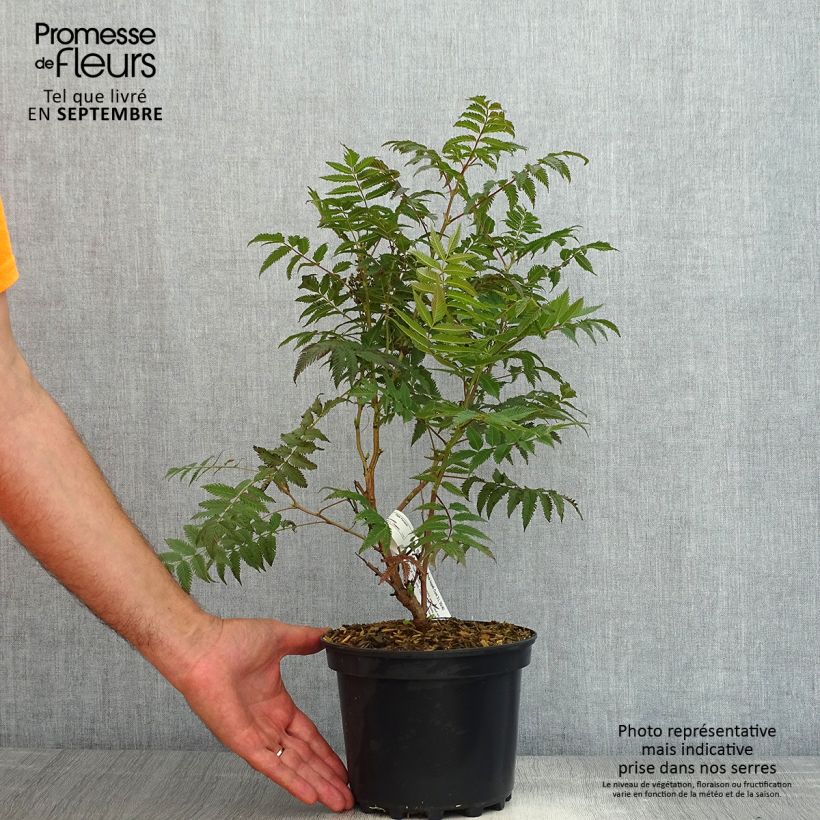 Exemplaar van Sorbaria sorbifolia Pink Hopi - Lijsterbesspirea Pot van 2 l/3 l zoals geleverd in de zomer