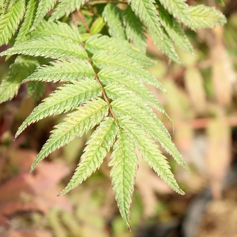 Sorbaria sorbifolia Pink Hopi - Lijsterbesspirea (Blad)