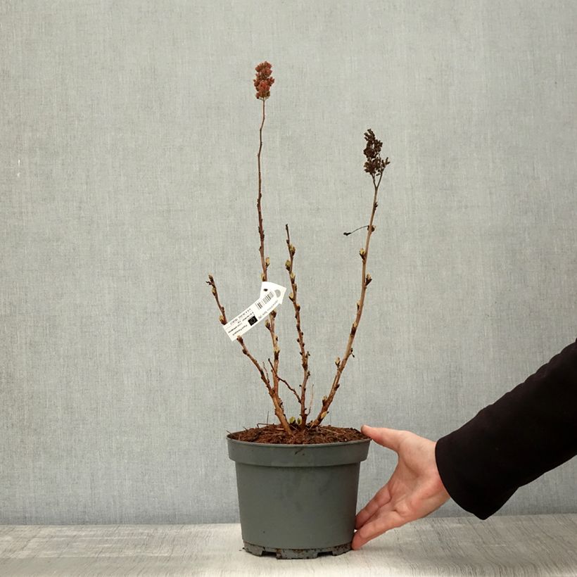 Exemplaar van Sorbaria sorbifolia Sem - Lijsterbesspirea Pot van 2 l/3 l zoals geleverd in de herfst